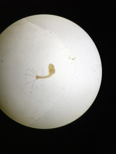 Hydra